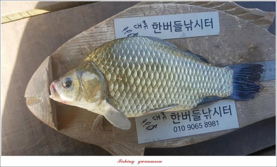 충주호 현황 및 화곡지 4 짜 조황 (조황조행기 - 특파원조황)