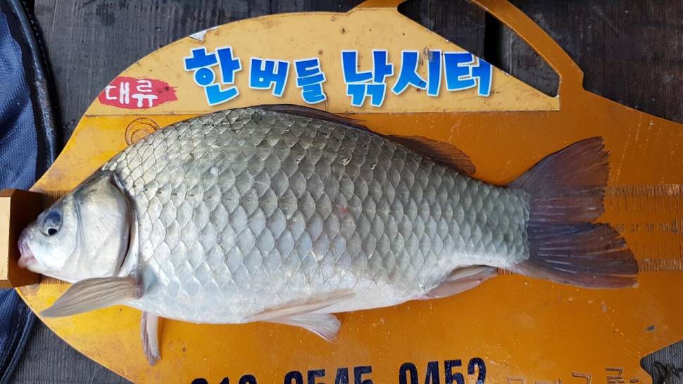 충주호 오름수위 (조황조행기 - 특파원조황)