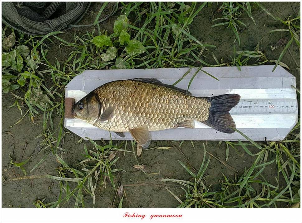 제일 43 cm40 cm화곡지 4 짜 조황 (조황조행기 - 특파원조황)