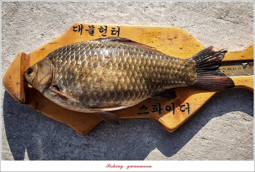 솔 최대어 이벤트 시상 및 화곡지 조황 (조황조행기 - 특파원조황)
