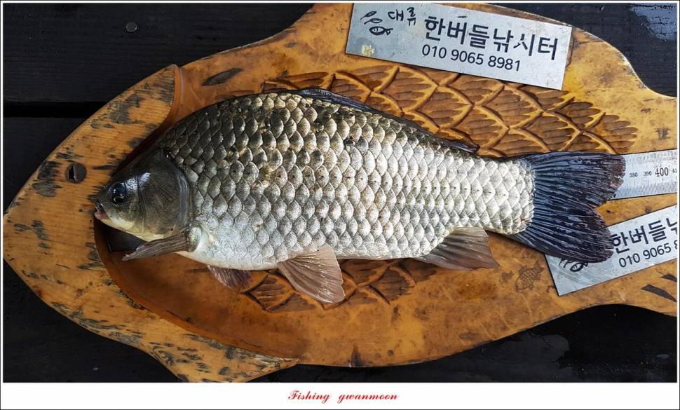 화곡지 4 짜목벌 4 짜한버들 4 짜사오리 4 짜 대물 조황 (조황조행기 - 특파원조황)