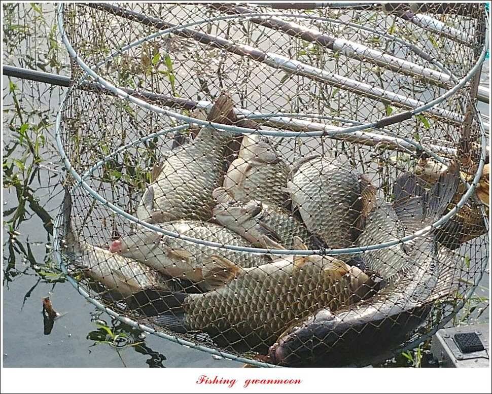 제일 4 짜 및 마릿수 대물칠성지 4 짜 및 마릿수 조황 (조황조행기 - 특파원조황)
