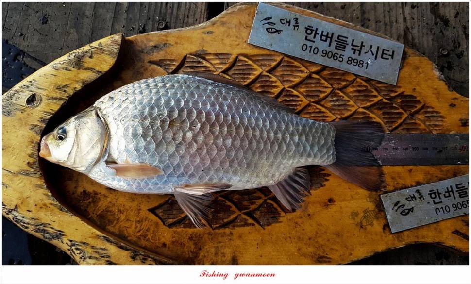 한버들 435 cm 대물 및 월척 조황 (조황조행기 - 특파원조황)