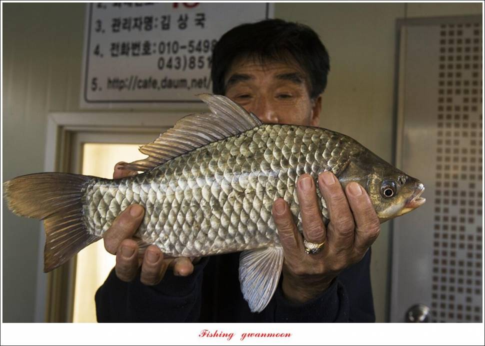 제일 낚시터 42 cm 대물 조황 (조황조행기 - 특파원조황)