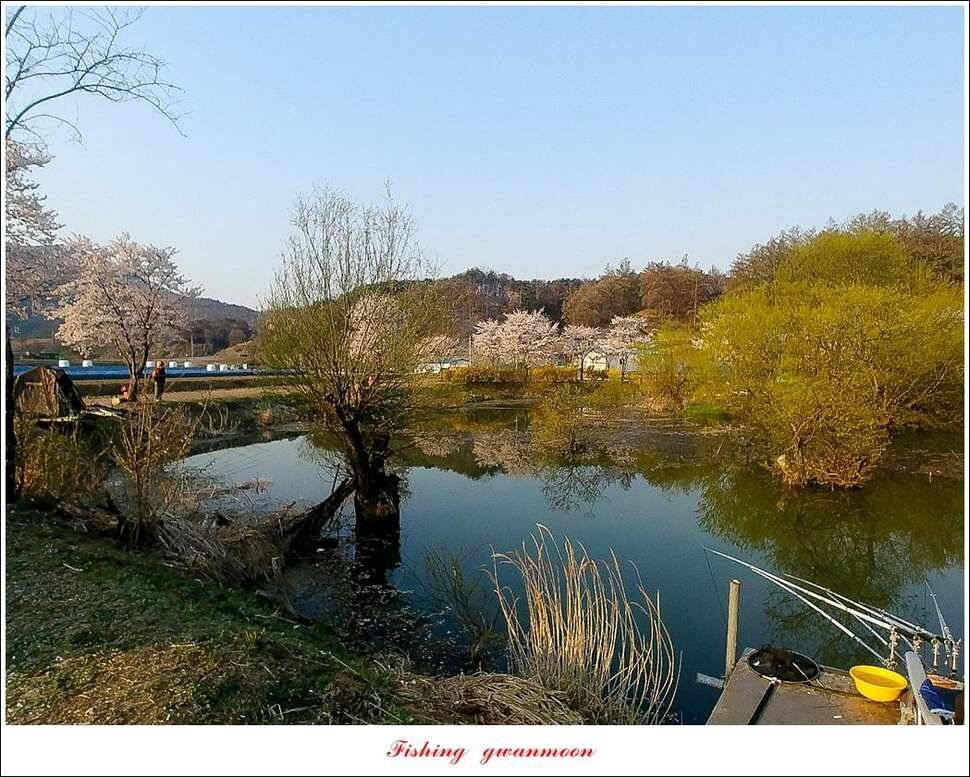 한버들 4 짜 2 수지곡리 노지칠성지 대물 조황 (조황조행기 - 특파원조황)