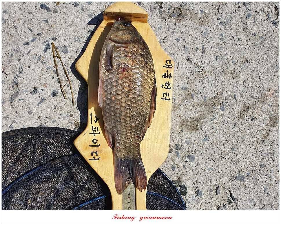 제일 4 짜돌감 39cm화곡지 대물 조황 (조황조행기 - 특파원조황)