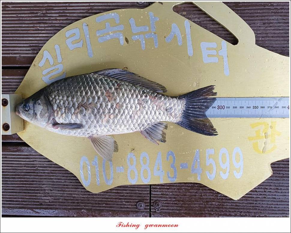 실리곡 43 cm한버들 41 cm 대물 조황 (조황조행기 - 특파원조황)