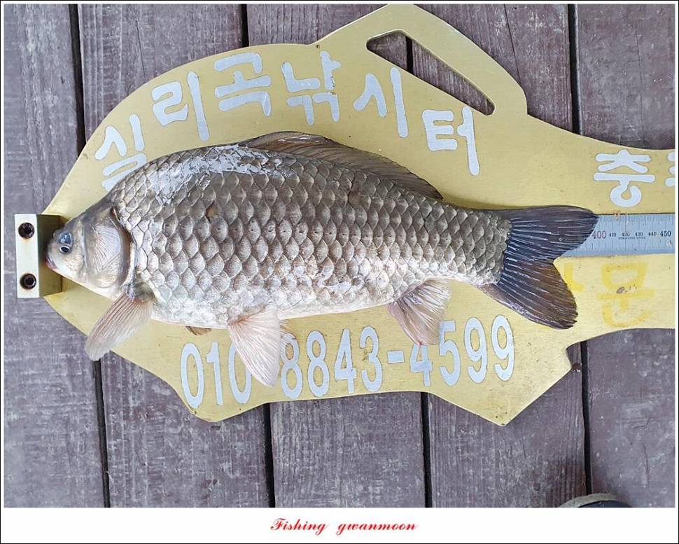 한버들 44 cm신리 415 cm41 cm실리곡 4 자돌감 4 짜화곡지 4 짜솔 37 cm 조황 정보 (조황조행기 - 특파원조황)