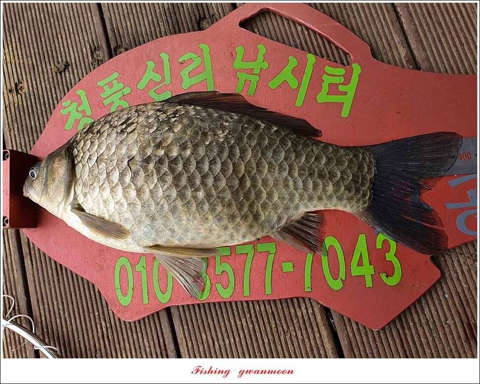 노지 4 짜신리 4 짜화곡지 4 짜 대물 조황 (조황조행기 - 특파원조황)