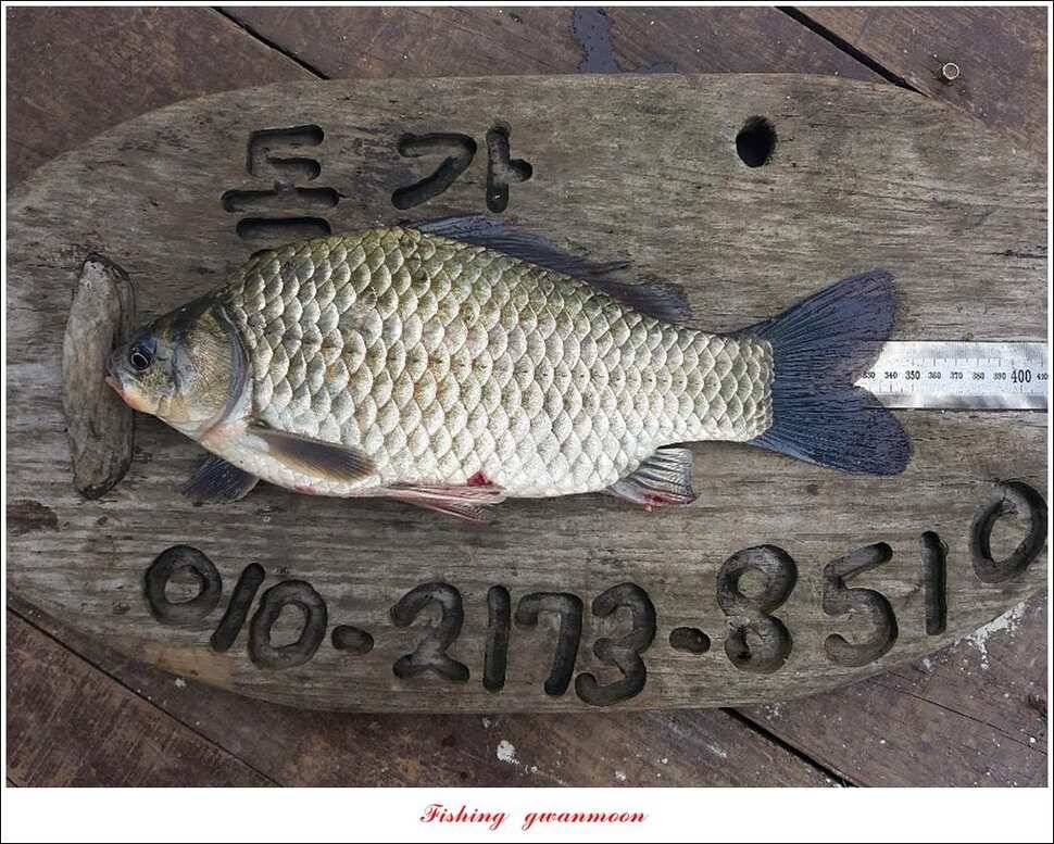 돌감 38 cm36 cm35 cm제일 낚시터 현황 (조황조행기 - 특파원조황)