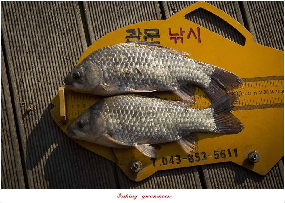 제일 낚시터 월척 및 마릿수 조황 (조황조행기 - 특파원조황)