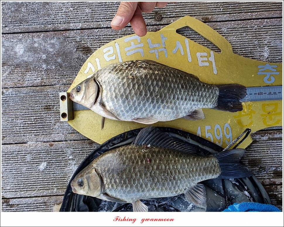 한버들 39cm실리곡 36 cm37 cm 월척 및 빙어 조황 (조황조행기 - 특파원조황)