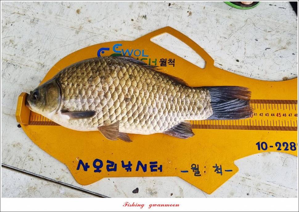 화곡지 4 짜목벌 4 짜한버들 4 짜사오리 4 짜 대물 조황 (조황조행기 - 특파원조황)