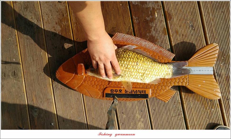 문골 42 cm명서 40 cm 달천강화곡지 조황 (조황조행기 - 특파원조황)