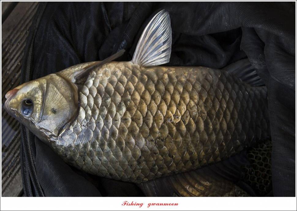 제일 낚시터 42 cm 대물 조황 (조황조행기 - 특파원조황)