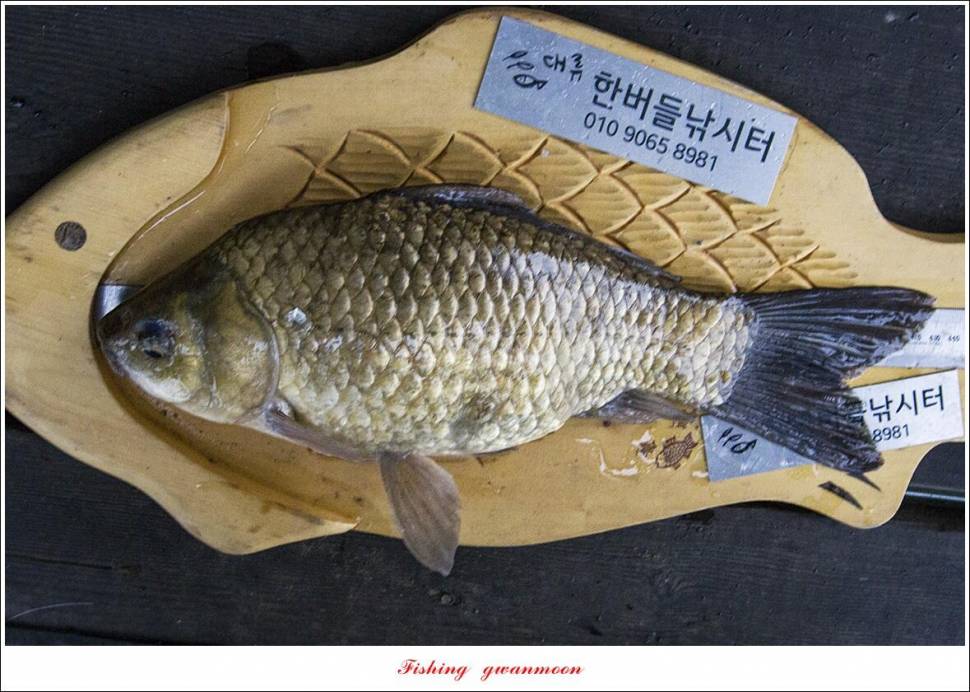 한버들 43 cm목벌 4 짜 2 수솔 낚시터사오리 월척 조황 (조황조행기 - 특파원조황)