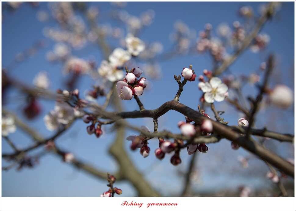 제일 낚시터 월척 및 마릿수 조황 (조황조행기 - 특파원조황)