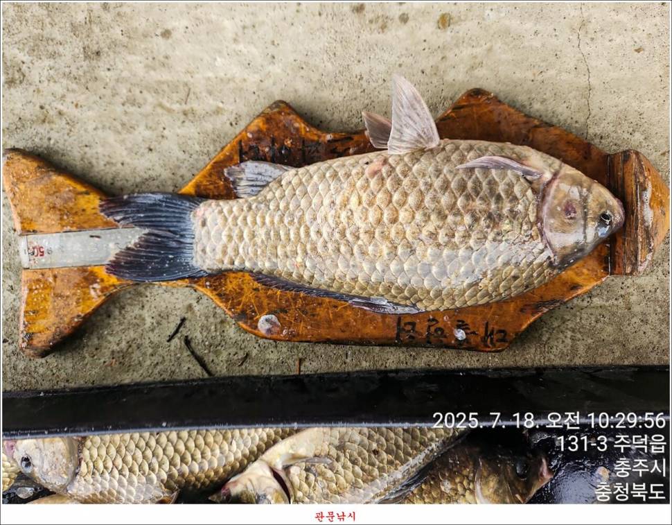 화곡지 49 cm477 cm455 cm 호조황 (조황조행기 - 특파원조황)