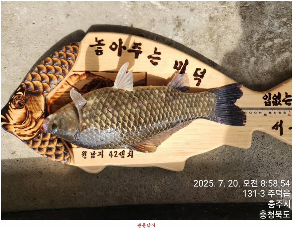 화곡지 49 cm477 cm455 cm 호조황 (조황조행기 - 특파원조황)