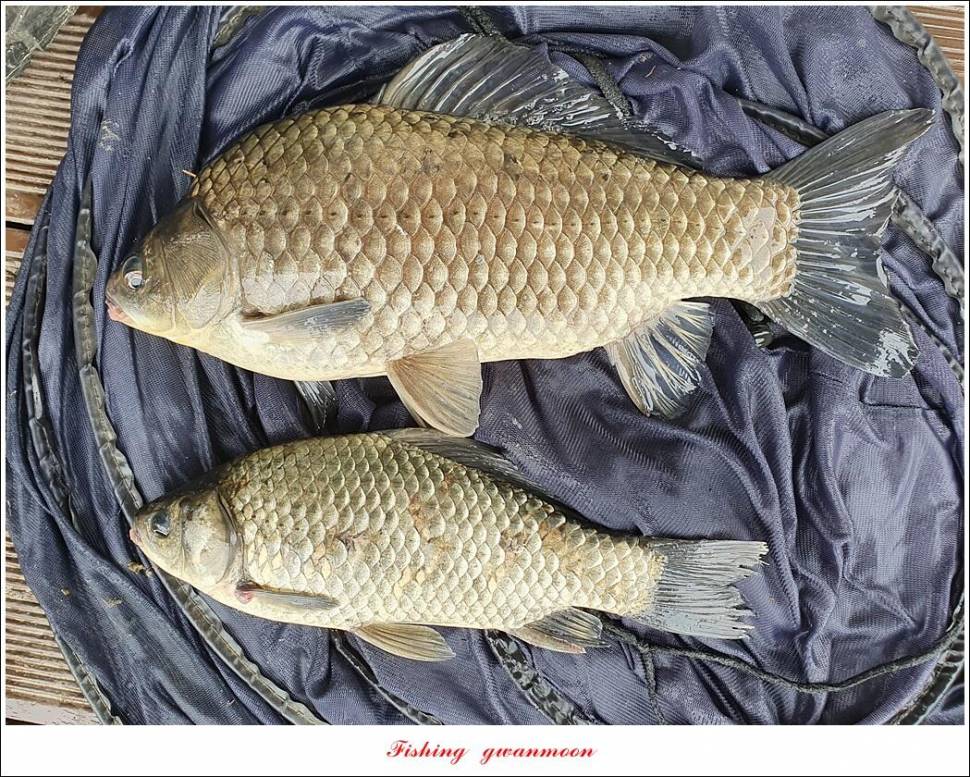 실리곡 43 cm한버들 41 cm 대물 조황 (조황조행기 - 특파원조황)