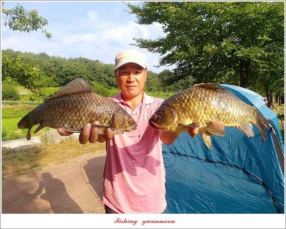 제일 4 짜 및 마릿수 대물칠성지 4 짜 및 마릿수 조황 (조황조행기 - 특파원조황)