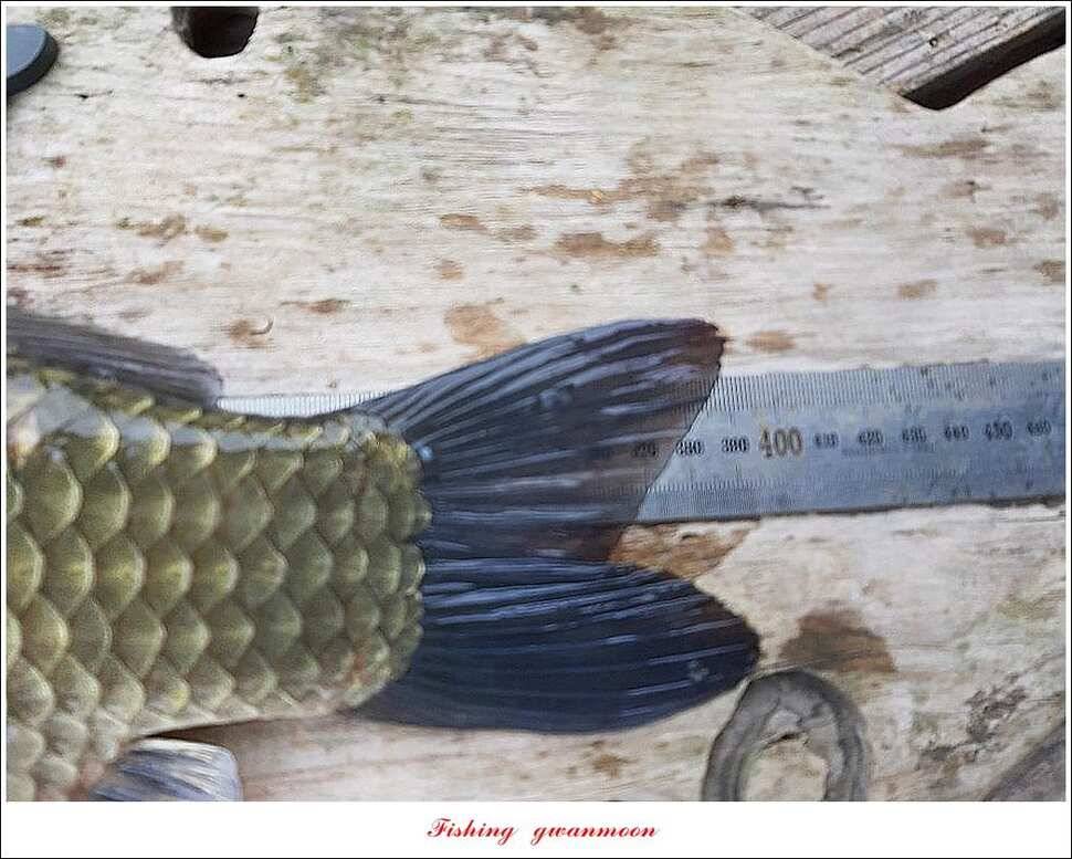 돌감 좌대 39 cm 대물 조황 (조황조행기 - 특파원조황)