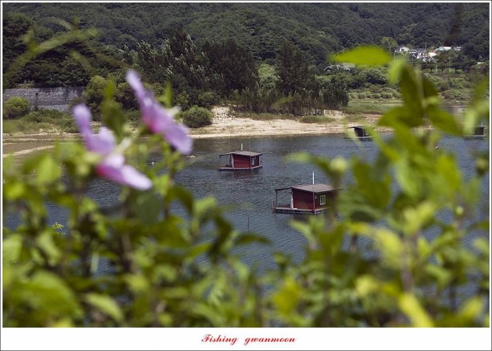 솔 4 짜 및 월척 조황 (조황조행기 - 특파원조황)