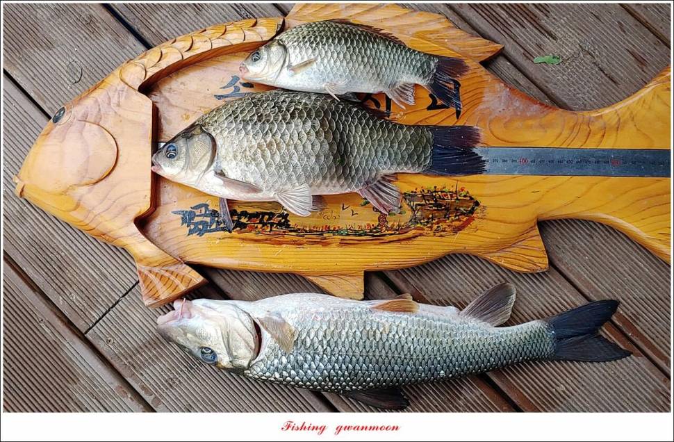 한버들 44 cm신리 415 cm41 cm실리곡 4 자돌감 4 짜화곡지 4 짜솔 37 cm 조황 정보 (조황조행기 - 특파원조황)
