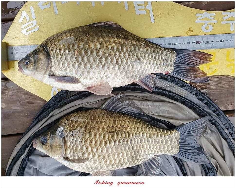 돌감 4 짜실리곡 4 짜신리 4 짜한버들 월척 조황 (조황조행기 - 특파원조황)