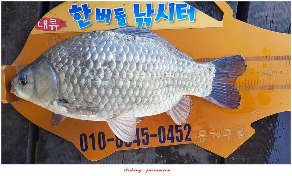 돌감충주호 노지칠성지한버들실리곡신리 4 짜 조황 (조황조행기 - 특파원조황)