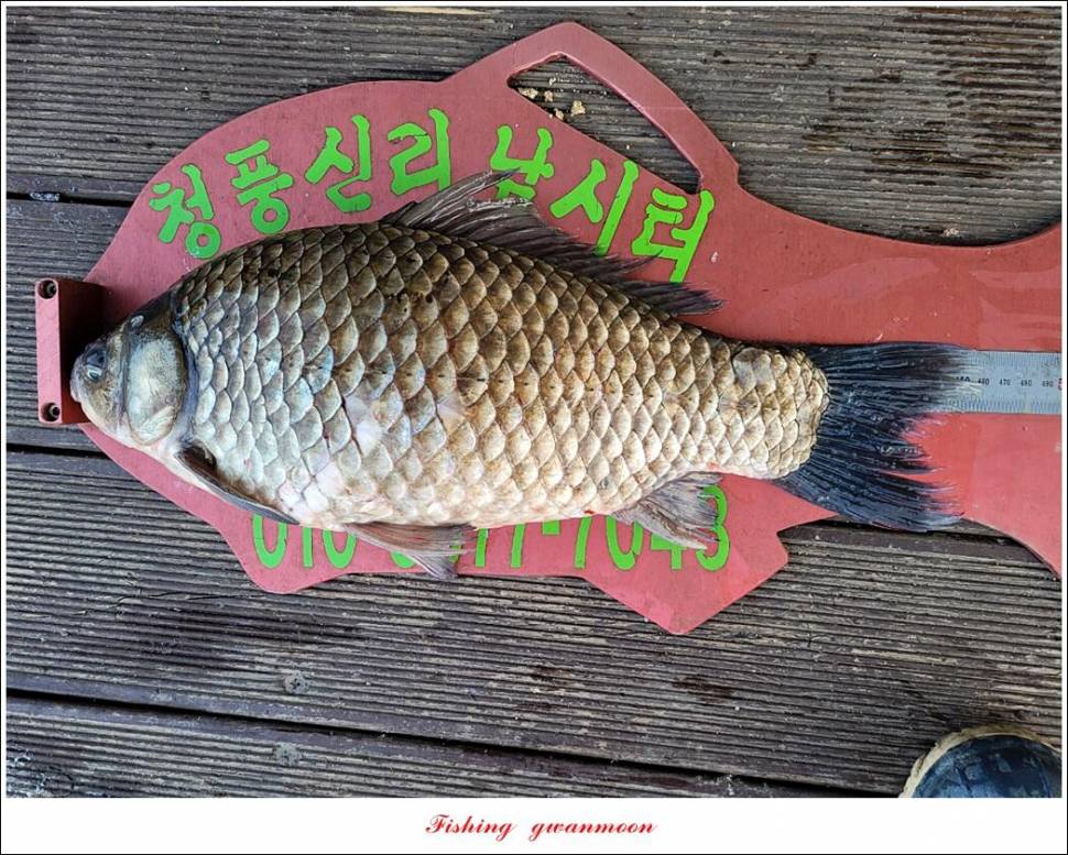 한버들 왕중왕전 대회신리 465 cm 대물 돌감 37 cm34 cm월척 조황 (조황조행기 - 특파원조황)