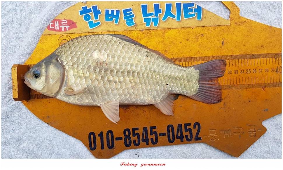 한버들 47 cm405 cm제일 40 cm39 cm38 cm (조황조행기 - 특파원조황)