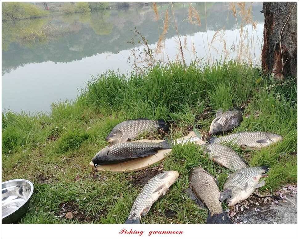 제일 39 cm 대물 조황화곡지칠성지 조황 (조황조행기 - 특파원조황)