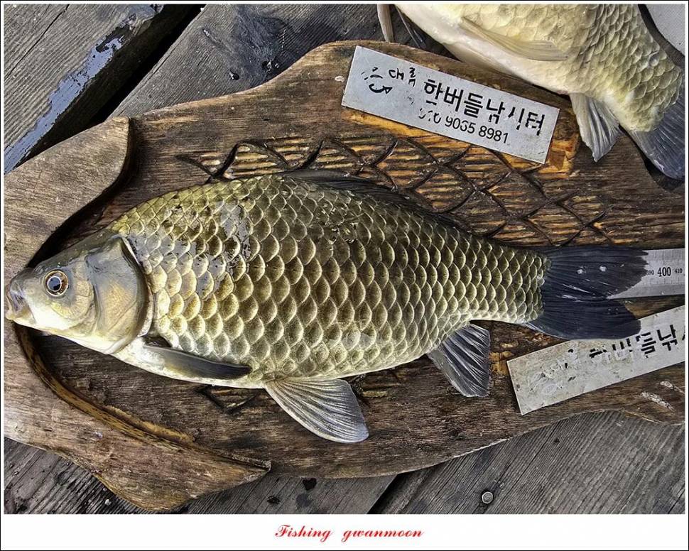 사오리 4 짜한버들 4 짜봉낚시터 조황 (조황조행기 - 특파원조황)