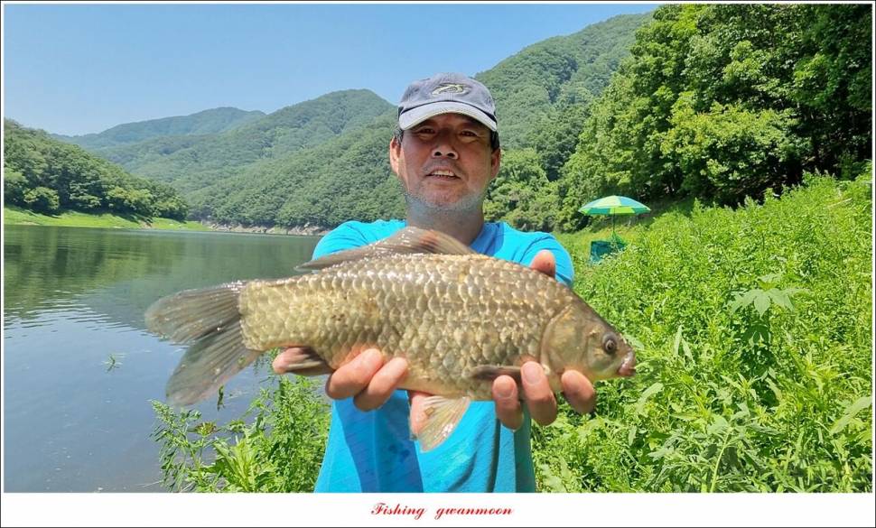 명서 43 cm 대물 및 4 짜 마릿수 조황 (조황조행기 - 특파원조황)