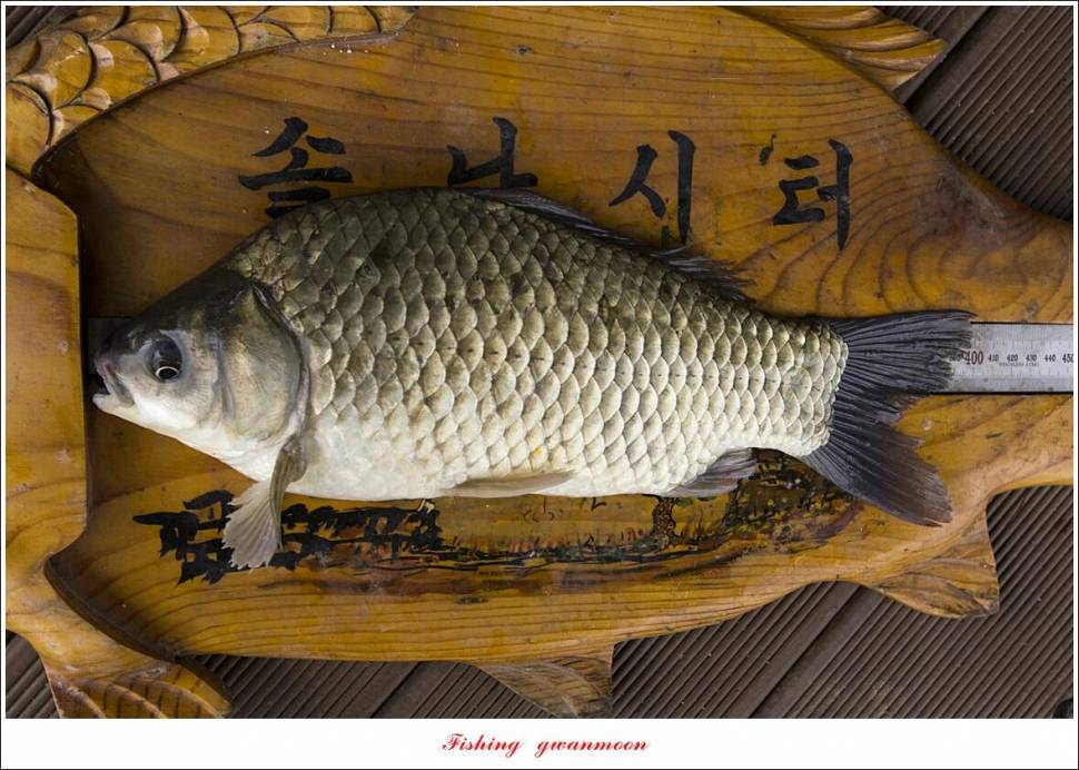 솔 4 짜 3 수 및 마릿수 대물종점 4 짜 조황 (조황조행기 - 특파원조황)
