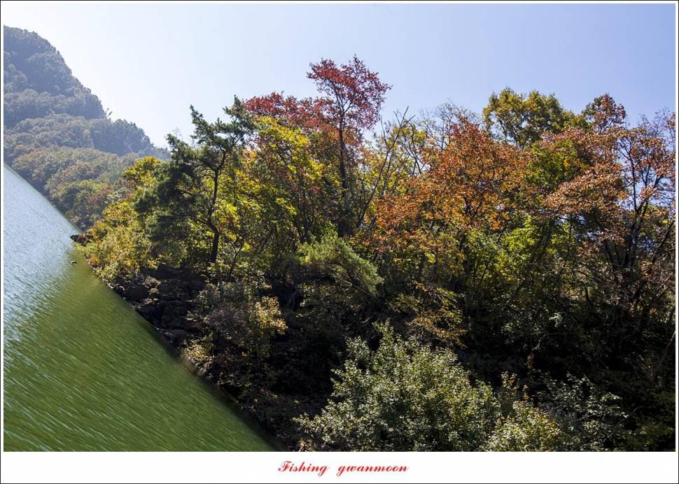 충주호 솔 38 cm사오리 월척 조황 (조황조행기 - 특파원조황)