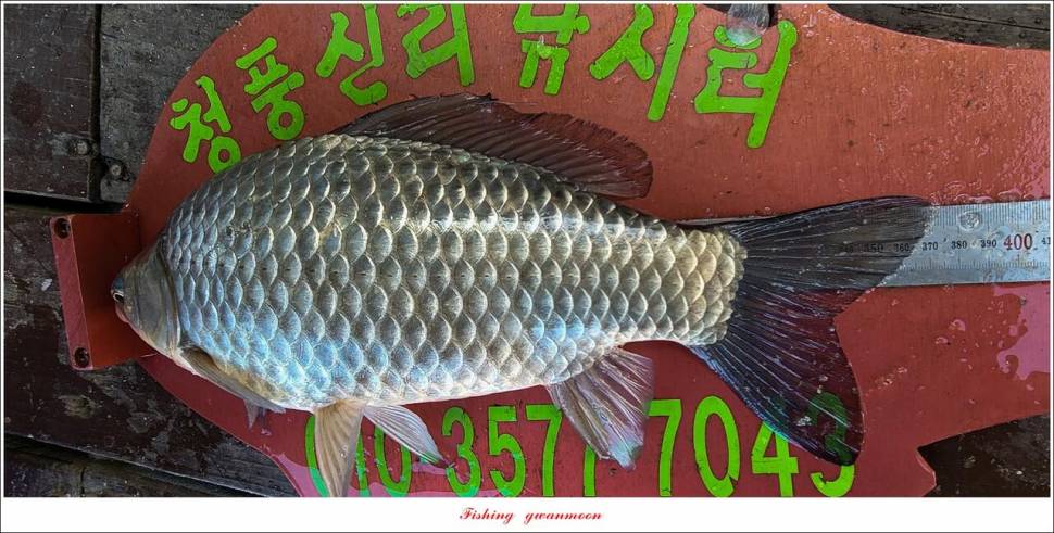 솔 4 짜신리 4 짜 대물 조황 (조황조행기 - 특파원조황)