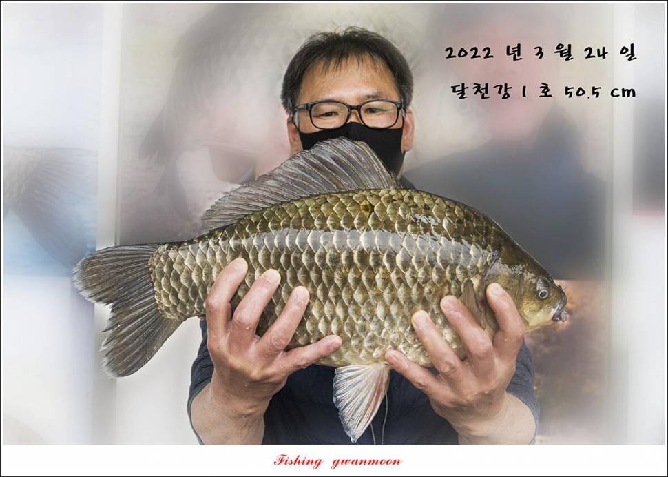 달천강 오짜 505 cm 대물 조황 (조황조행기 - 특파원조황)