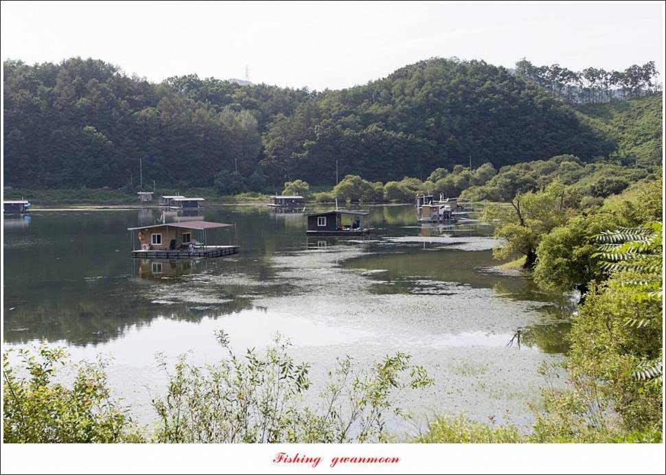 화곡지 피서낚시 조황 (조황조행기 - 특파원조황)