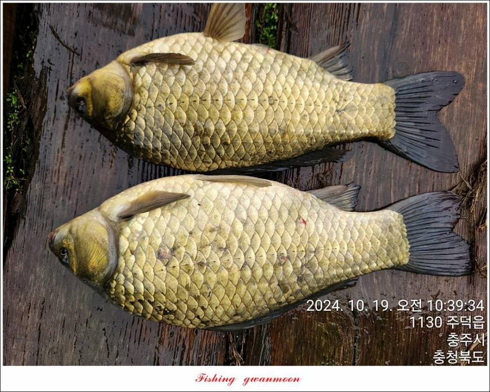 용원지화곡지 4 짜 조황 (조황조행기 - 특파원조황)