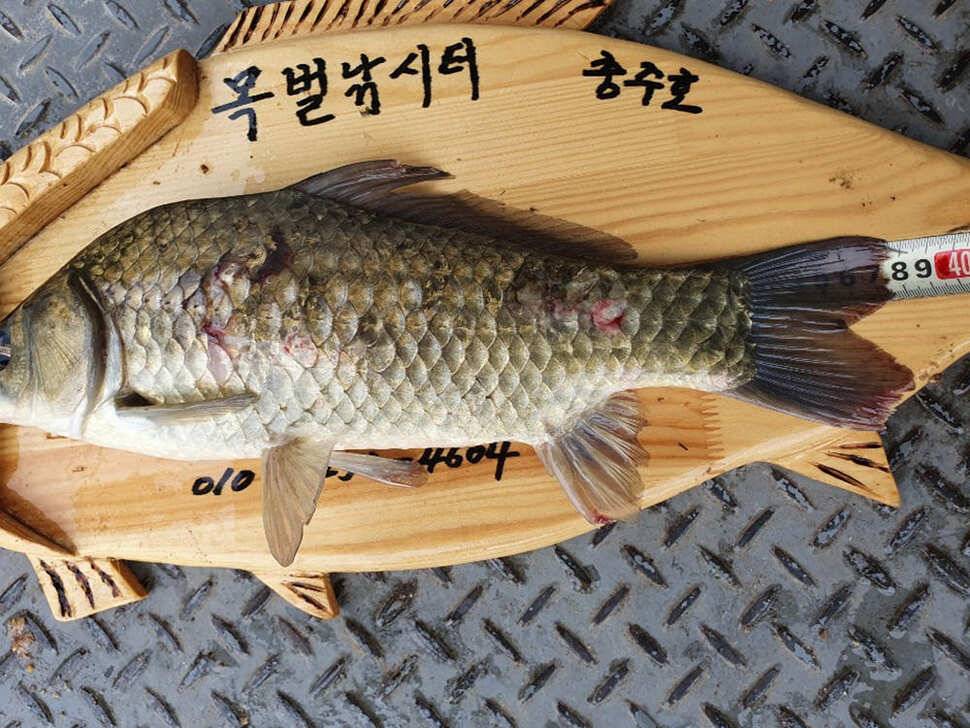 목벌 낚시터 4짜 대물붕어 꾸준한 조황 (조황조행기 - 특파원조황)