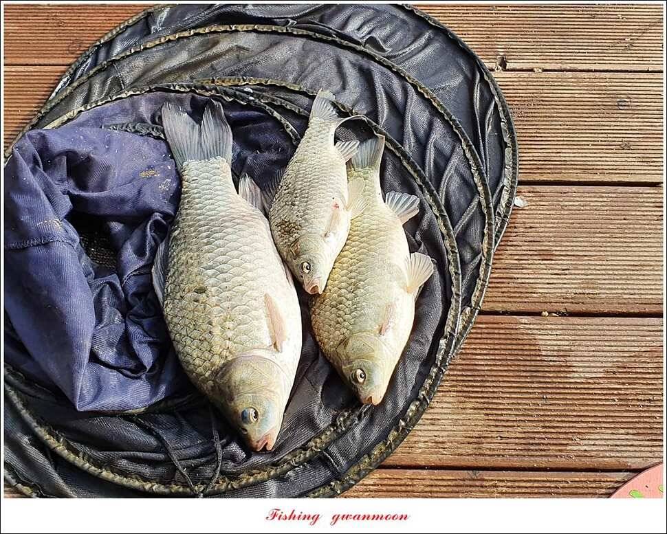 한버들 4 짜 2 수신리 4 짜실리곡 월척칠성지 4 짜 조황 (조황조행기 - 특파원조황)