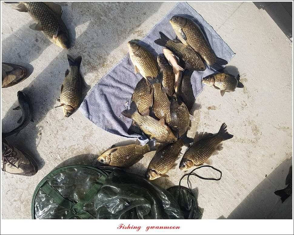 제일 39 cm 대물 조황화곡지칠성지 조황 (조황조행기 - 특파원조황)