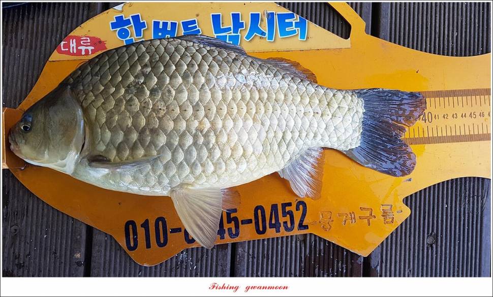 돌감충주호 노지칠성지한버들실리곡신리 4 짜 조황 (조황조행기 - 특파원조황)