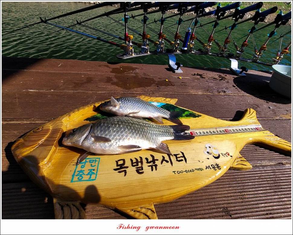 목벌 43 cm37 cm소류지 4 짜솔 낚시터 월척화곡지 대물 조황 (조황조행기 - 특파원조황)