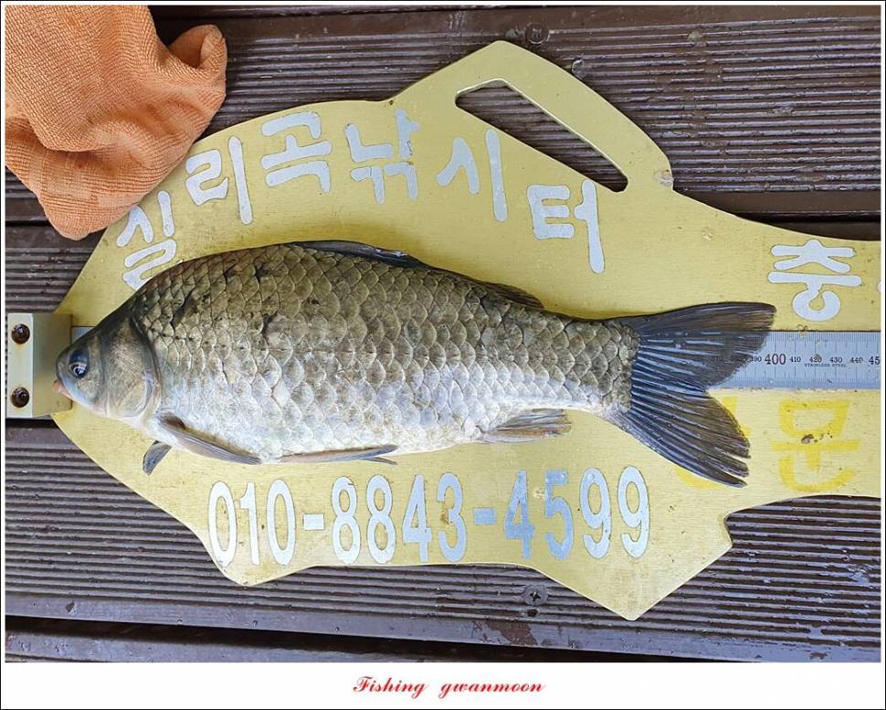 돌감충주호 노지칠성지한버들실리곡신리 4 짜 조황 (조황조행기 - 특파원조황)