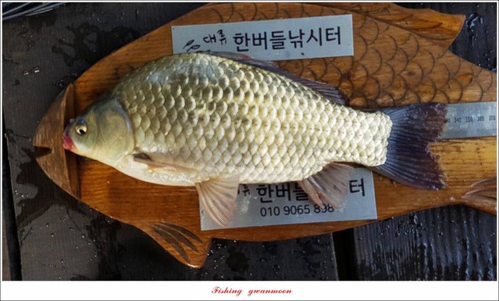 한버들 4 짜목벌 4 짜화곡지 4 짜달천강 4 짜 (조황조행기 - 특파원조황)