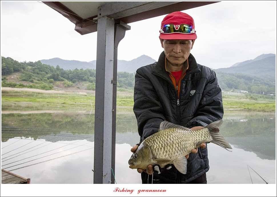 제일 4 짜돌감 39cm화곡지 대물 조황 (조황조행기 - 특파원조황)
