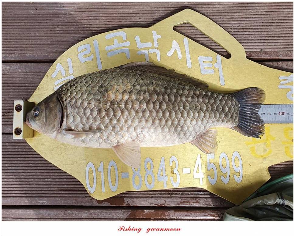제일 4 짜신리 4 짜실리곡 4 짜 대물 조황 (조황조행기 - 특파원조황)